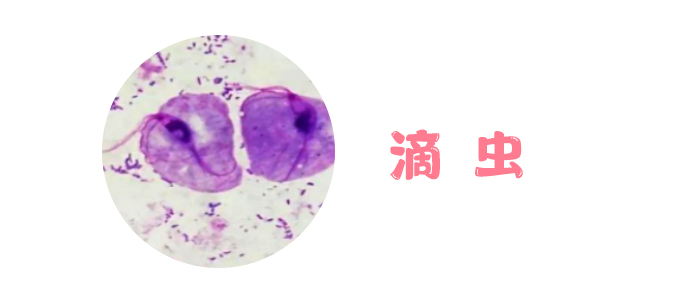 万万没想到 原来“女性之友”是它