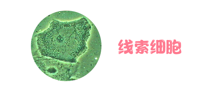 万万没想到 原来“女性之友”是它