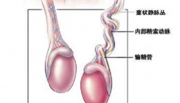 精索扭转的病情、治疗介绍